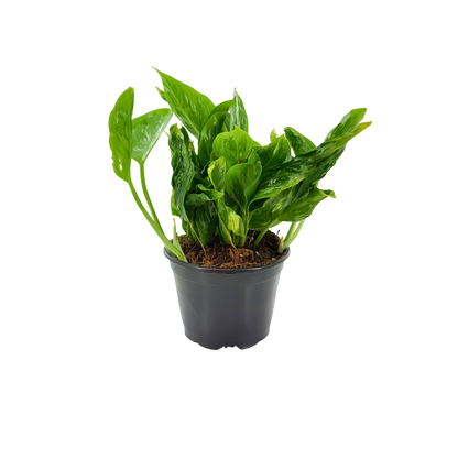 4” Epipremnum Shangri-La