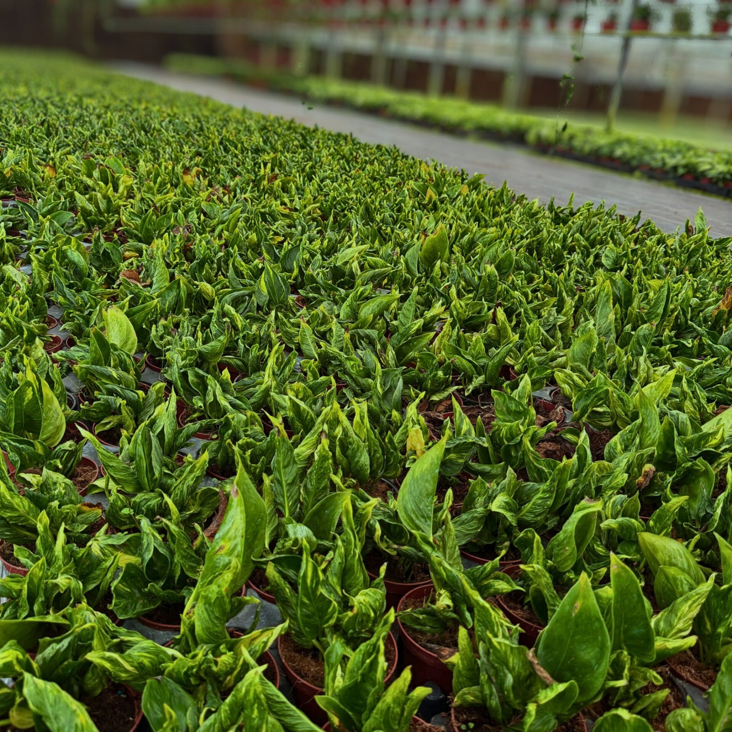 4” Epipremnum Shangri-La