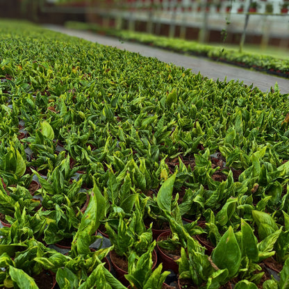 4” Epipremnum Shangri-La