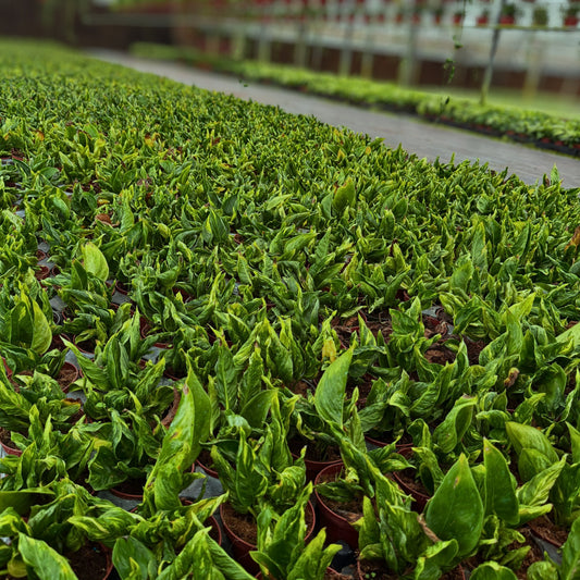 4” Epipremnum Shangri-La