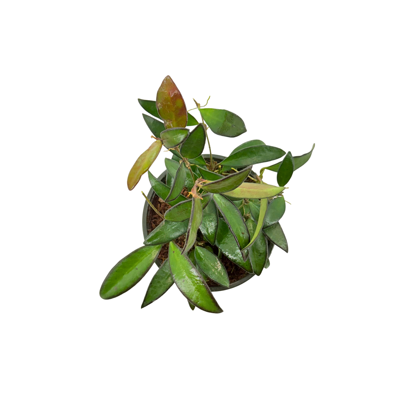 4” Hoya Wayetti Green