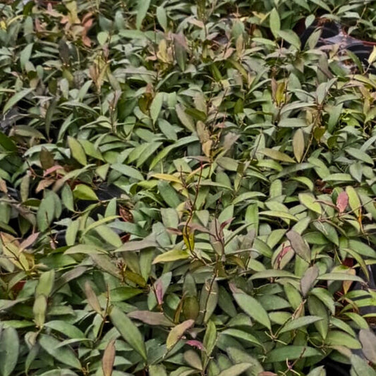 4” Hoya Wayetti Green