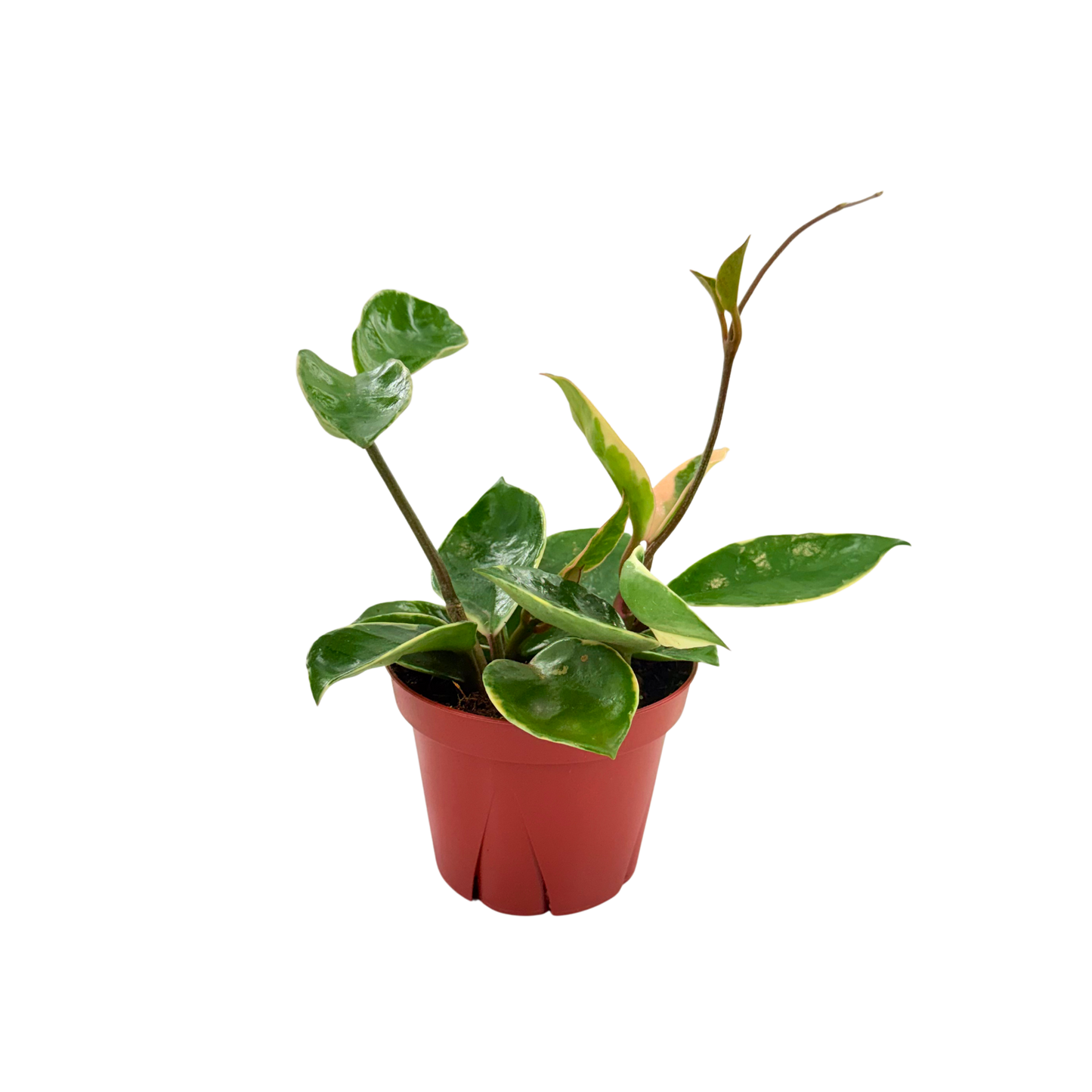 4” Hoya Albo Carnosa