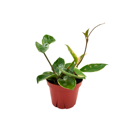 4” Hoya Albo Carnosa