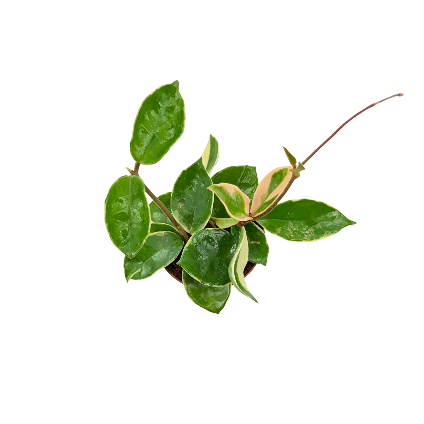 4” Hoya Albo Carnosa