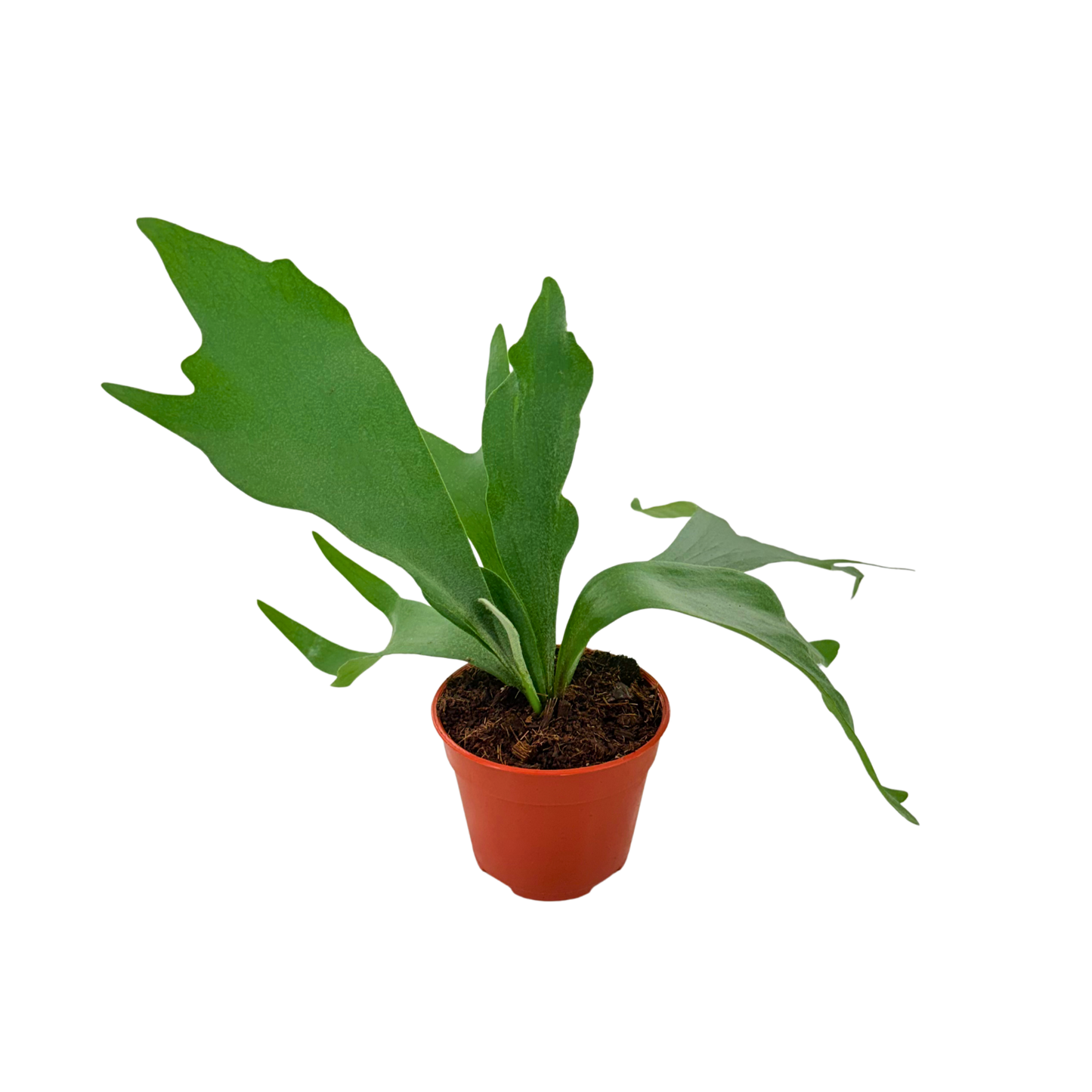 4" Platycerium Bifurcatum