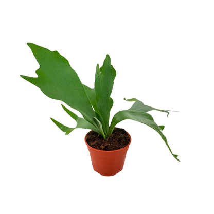 4" Platycerium Bifurcatum