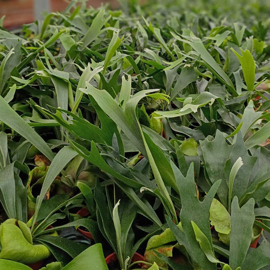 4" Platycerium Bifurcatum