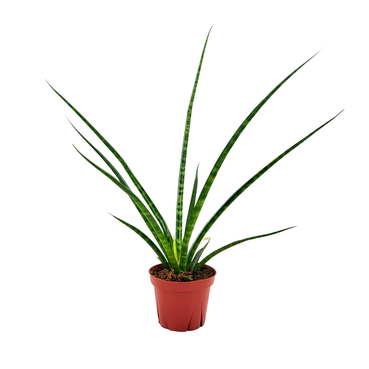 4" Sansevieria Mikado