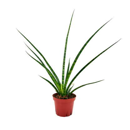 4" Sansevieria Mikado