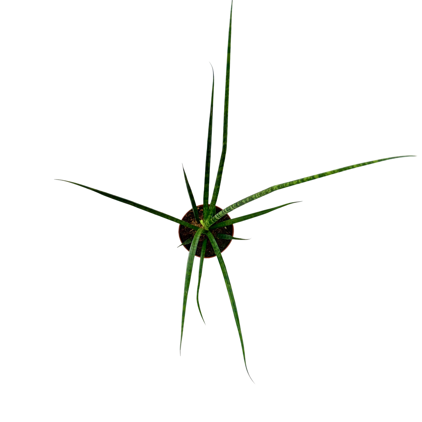 4" Sansevieria Mikado