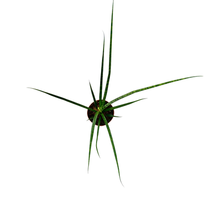 4" Sansevieria Mikado