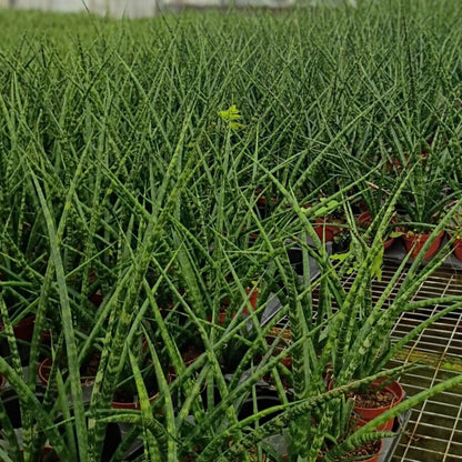 4" Sansevieria Mikado