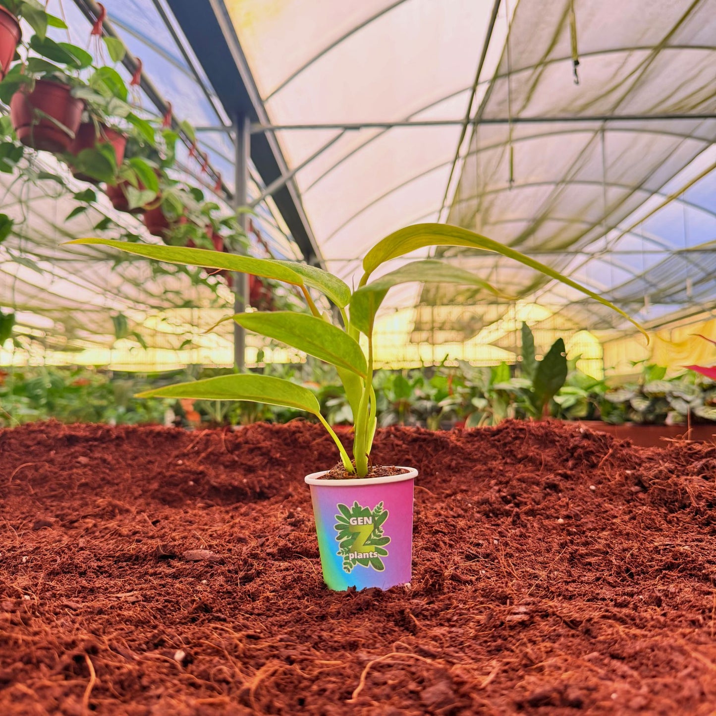 2" Philodendron Calkins Gold