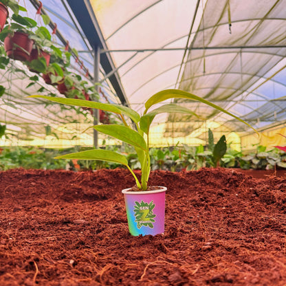 2" Philodendron Calkins Gold