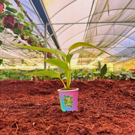 2" Philodendron Calkins Gold