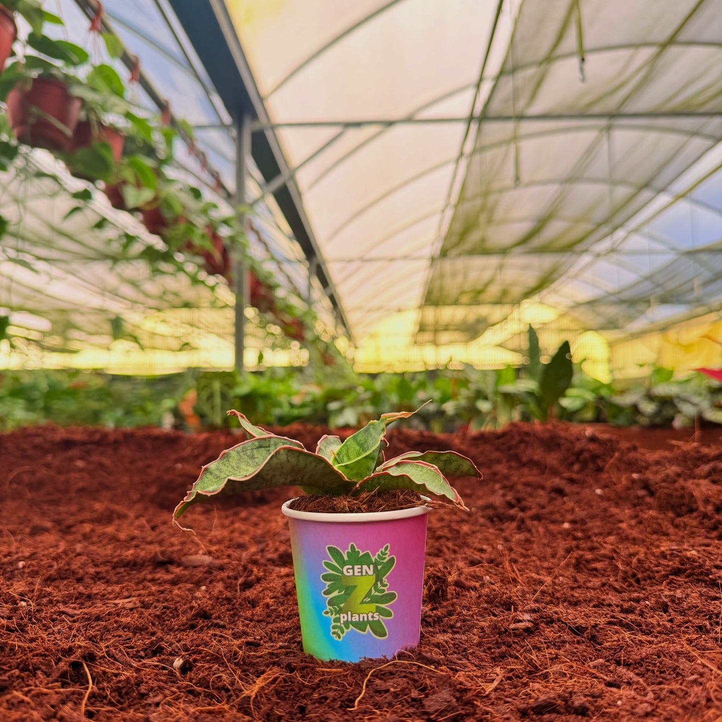 BECOOL Package 2" Plants