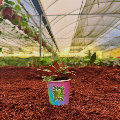 BELEAF Package 2" Plants