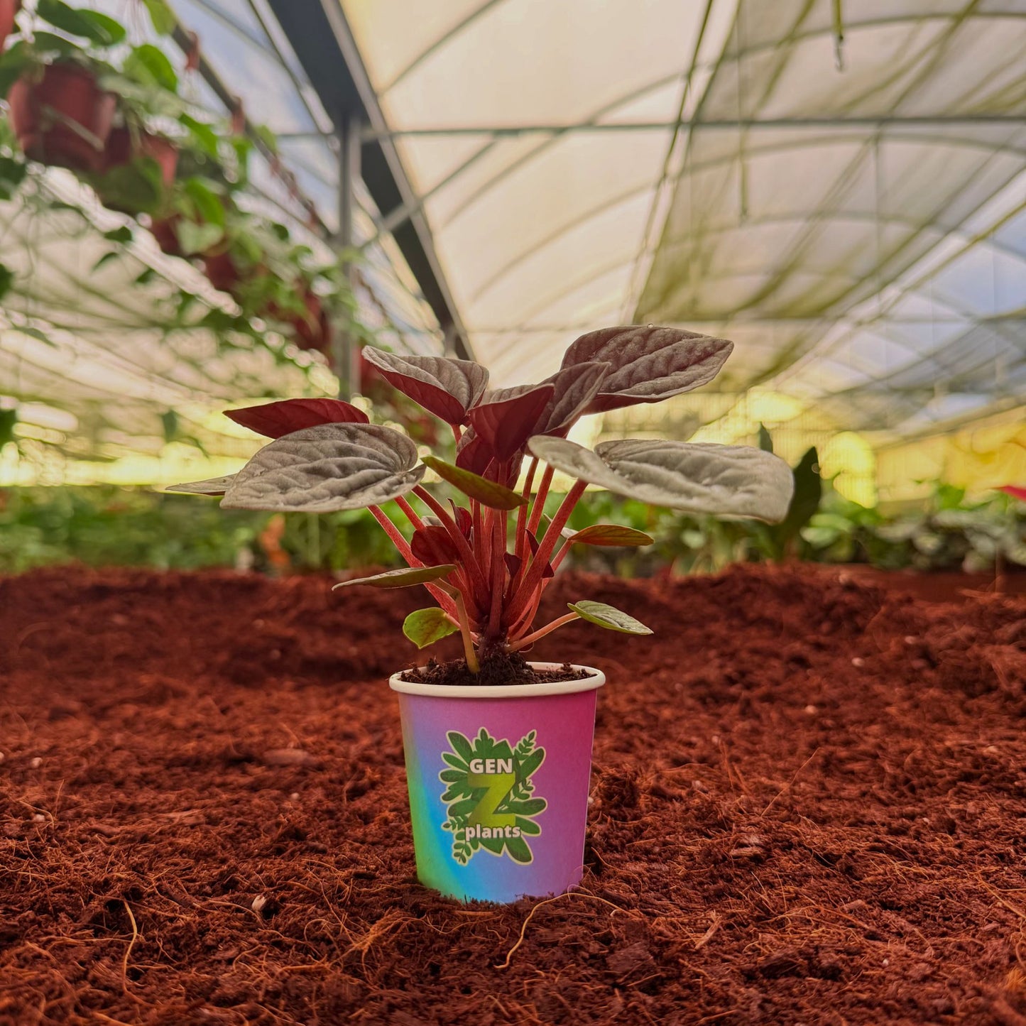 BELEAF Package 2" Plants