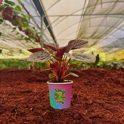 BELEAF Package 2" Plants