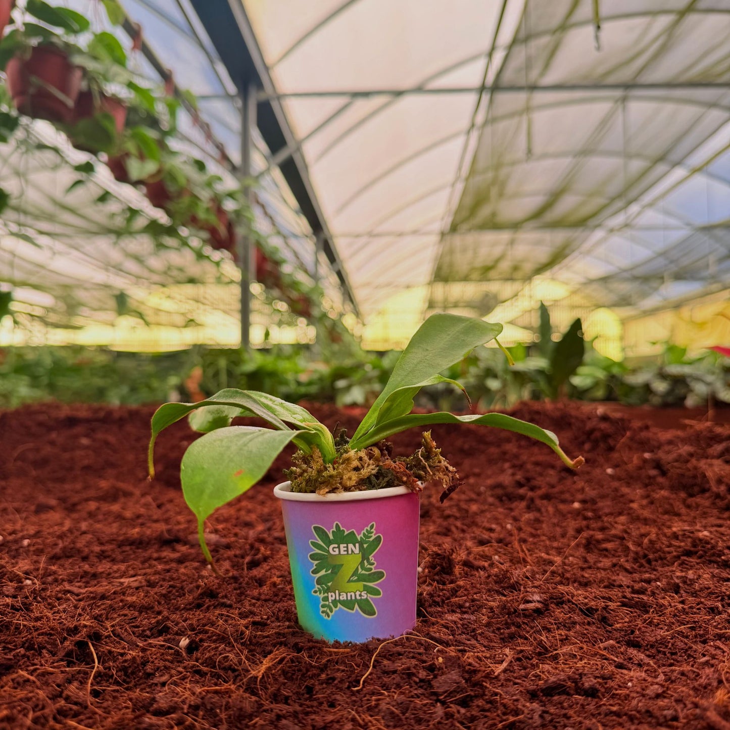 BECOOL Package 2" Plants