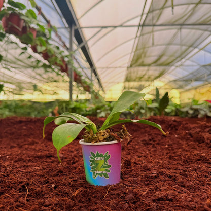 BECOOL Package 2" Plants