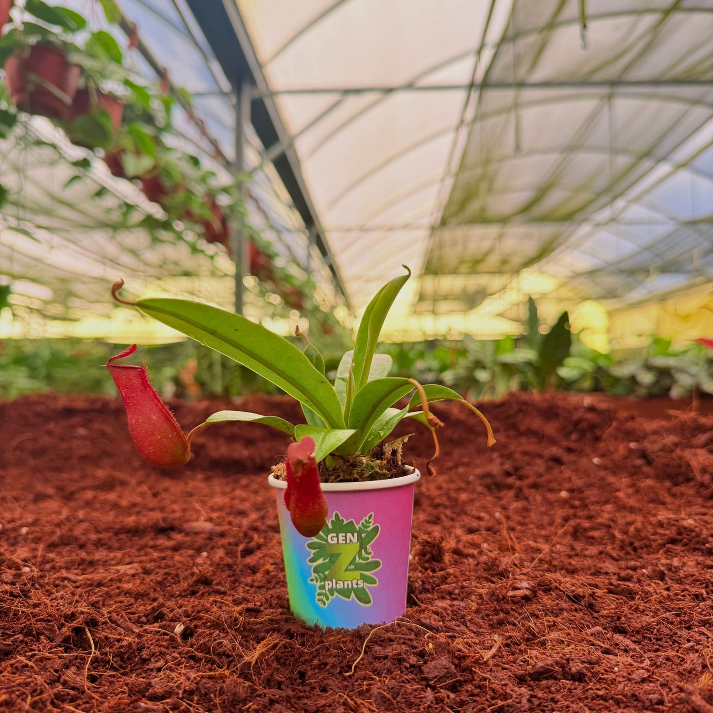 BECOOL Package 2" Plants