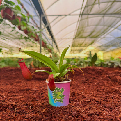 BECOOL Package 2" Plants