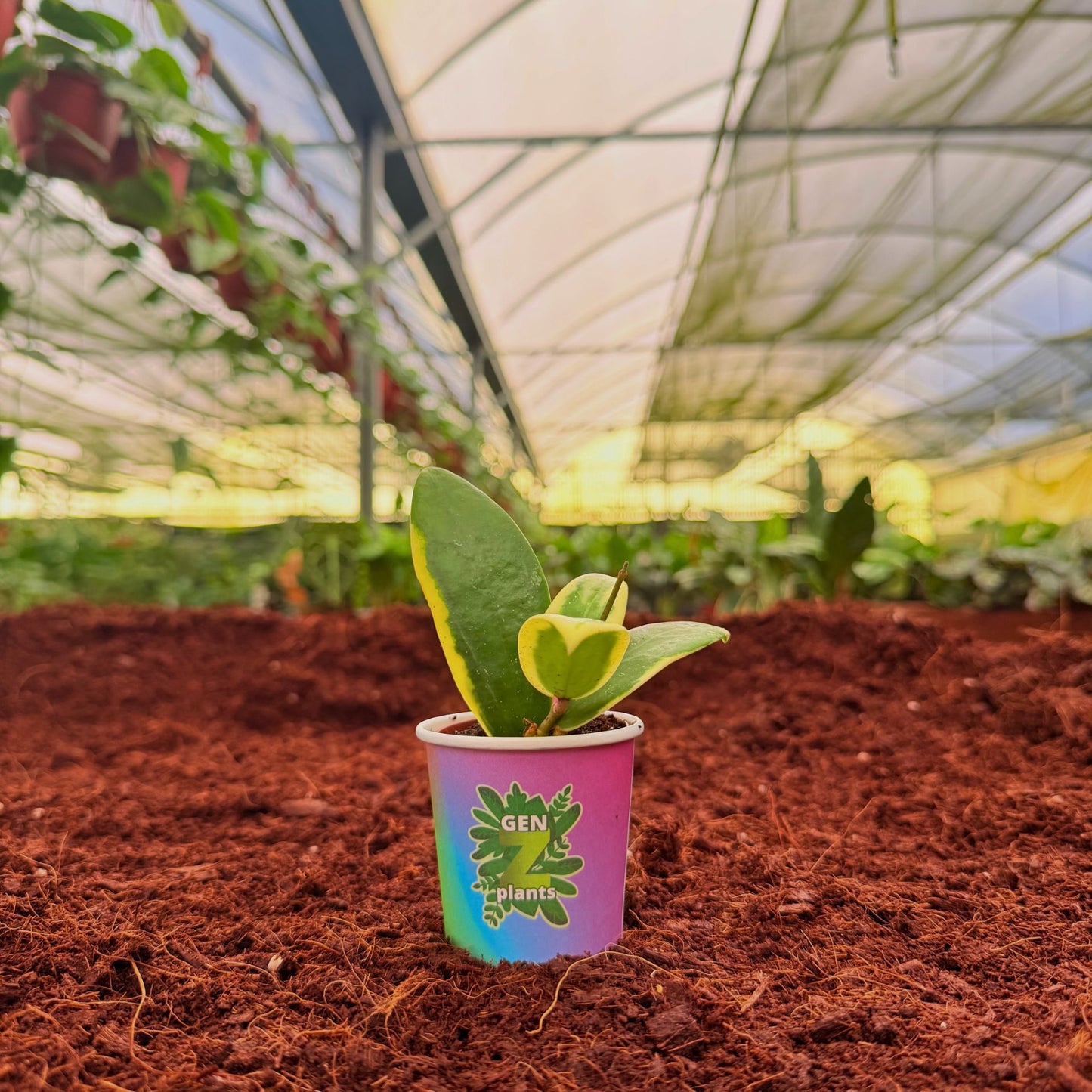 BECOOL Package 2" Plants