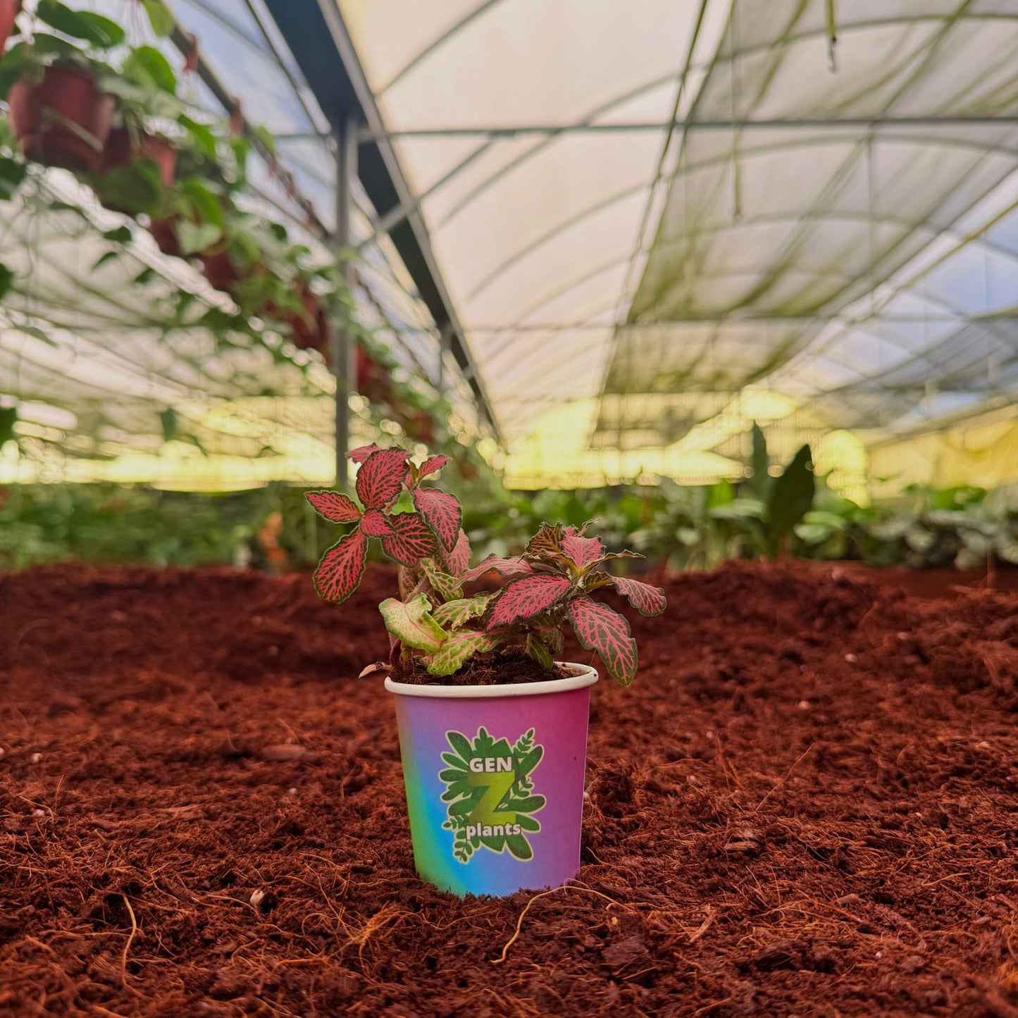 2" Fittonia Mosaic Pink