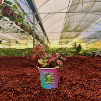 2" Fittonia Mosaic Pink