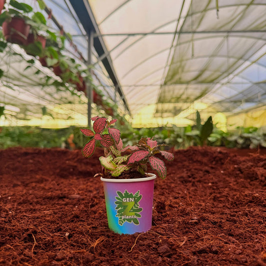 2" Fittonia Mosaic Pink