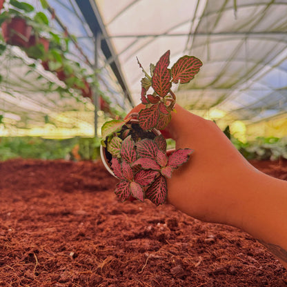 2" Fittonia Mosaic Pink