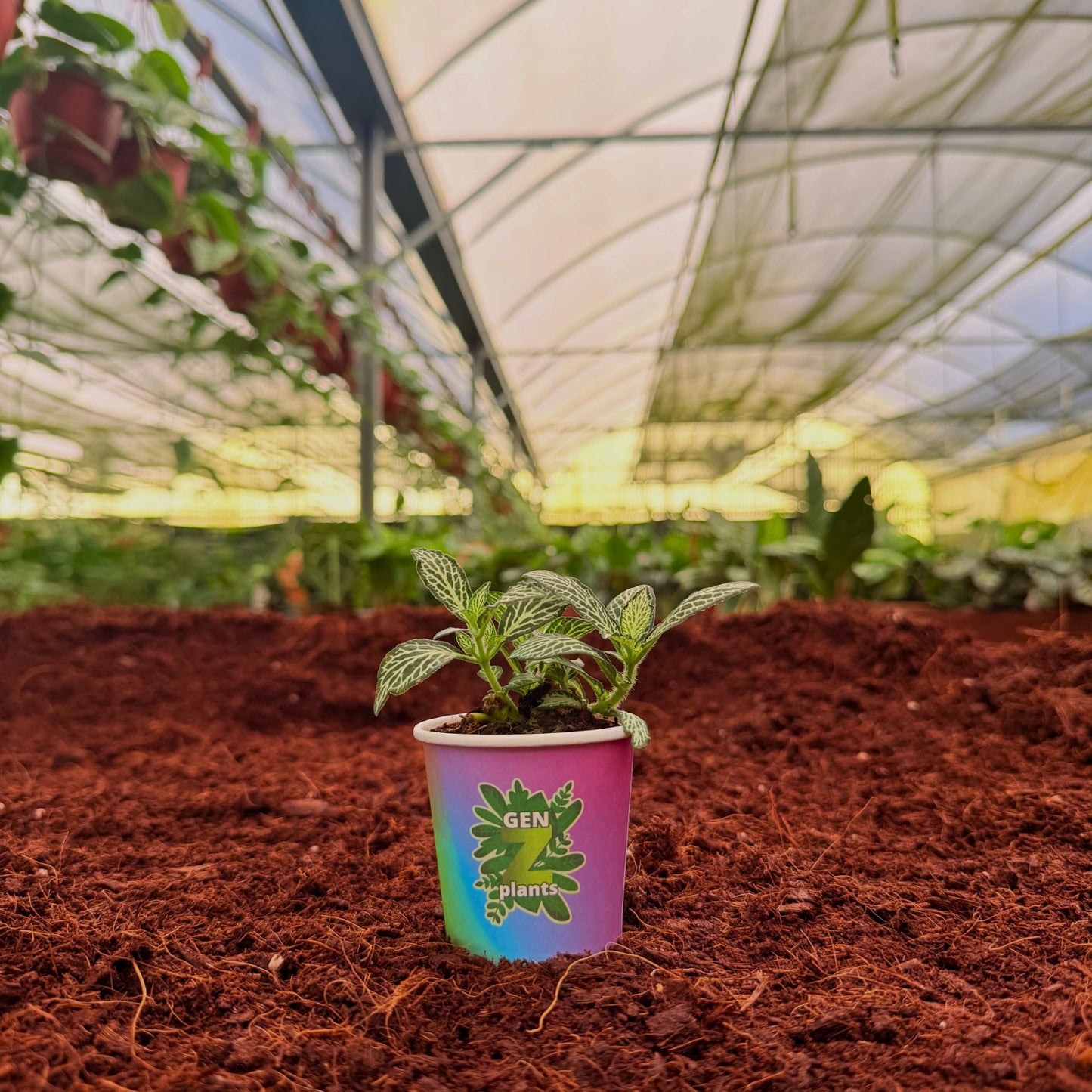 BELEAF Package 2" Plants