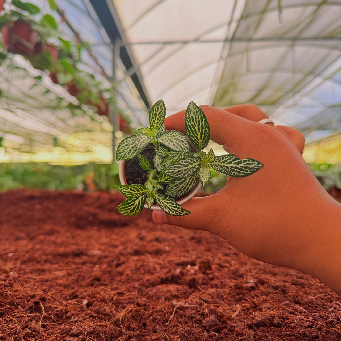 2" Fittonia White