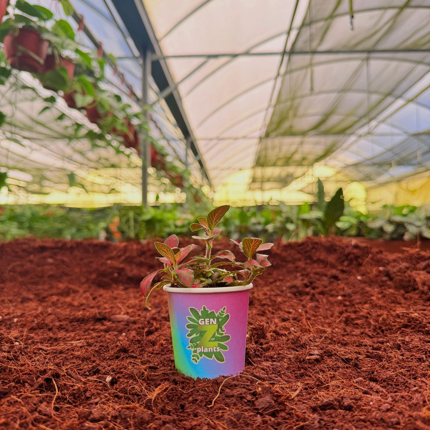 BELEAF Package 2" Plants