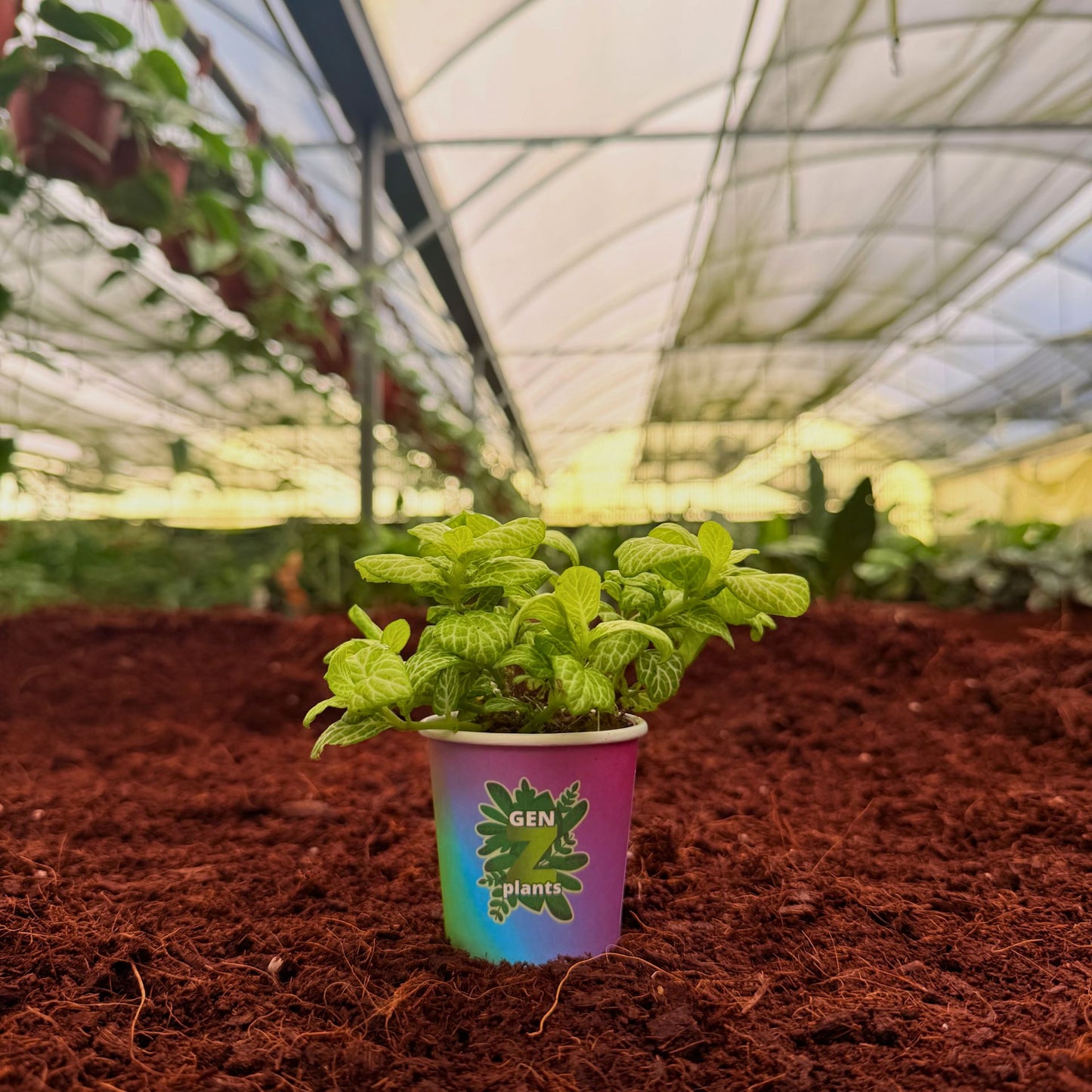 2" Fittonia Mosaic Lemon
