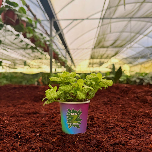2" Fittonia Mosaic Lemon