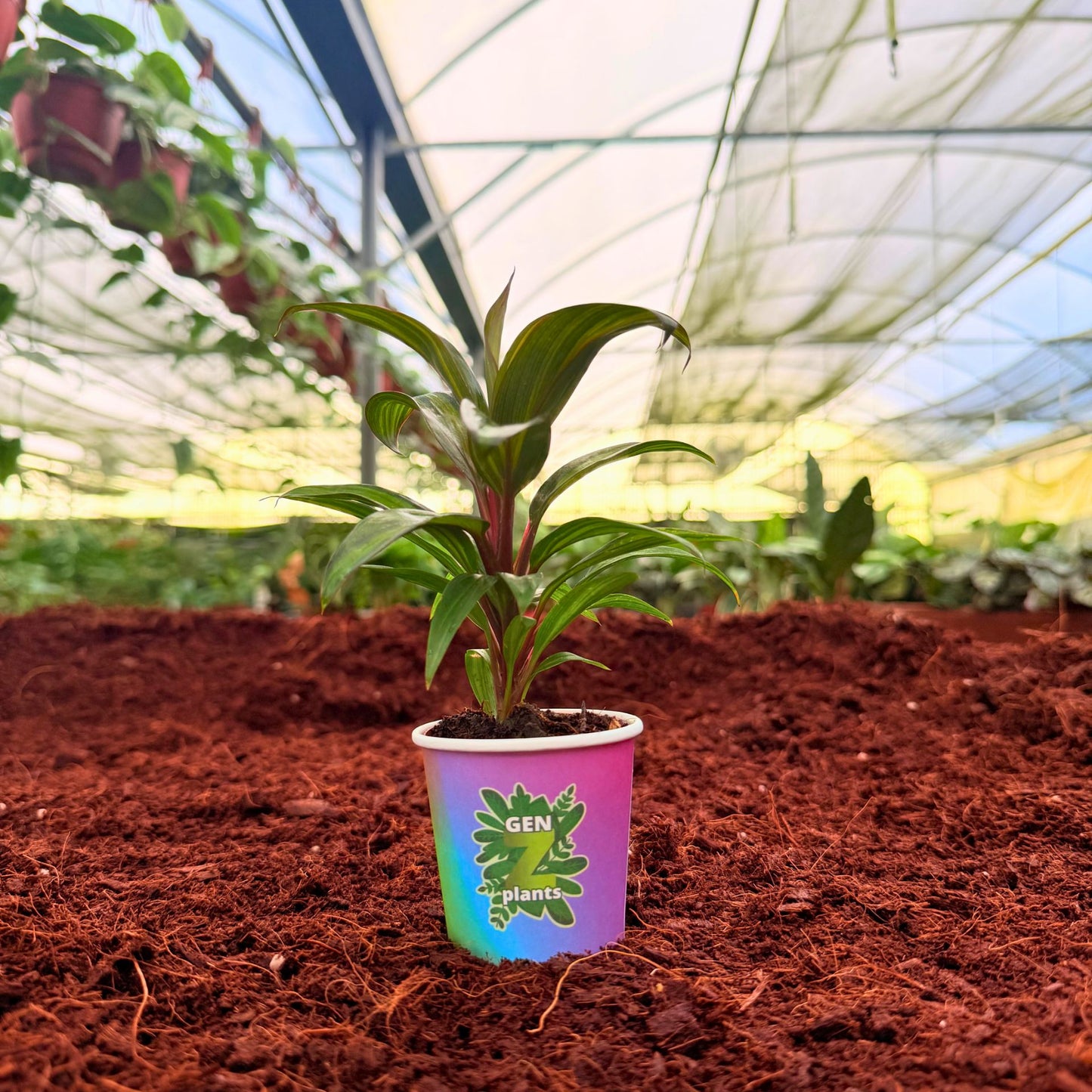 BELEAF Package 2" Plants