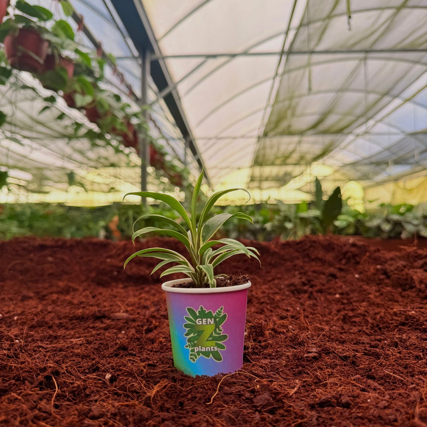 2" Cordyline Chocolate Cream