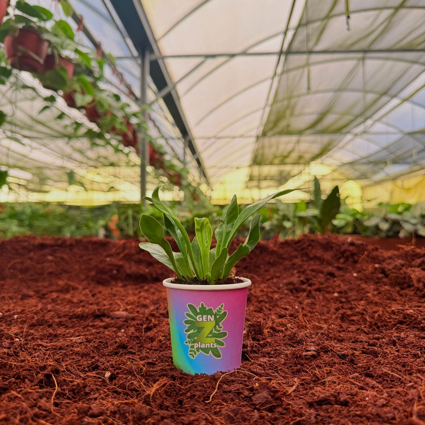 BELEAF Package 2" Plants