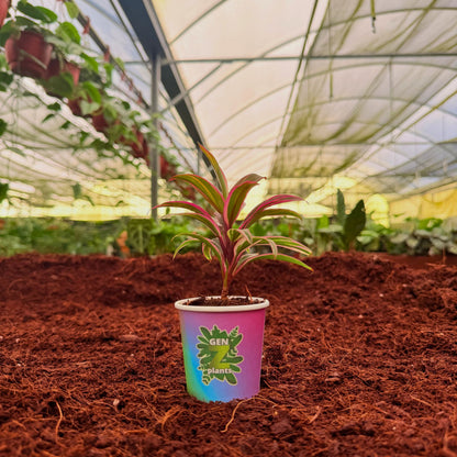 BELEAF Package 2" Plants