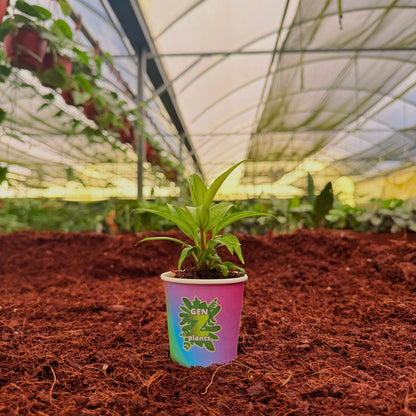 BELEAF Package 2" Plants