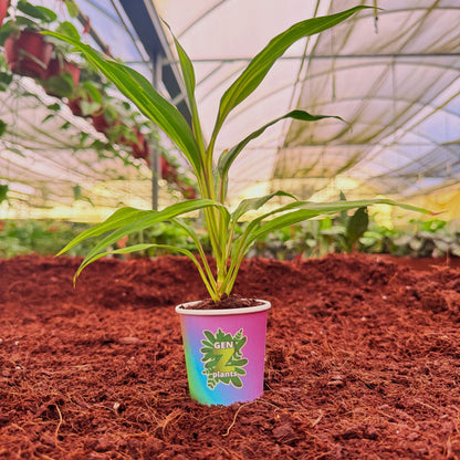 BELEAF Package 2" Plants