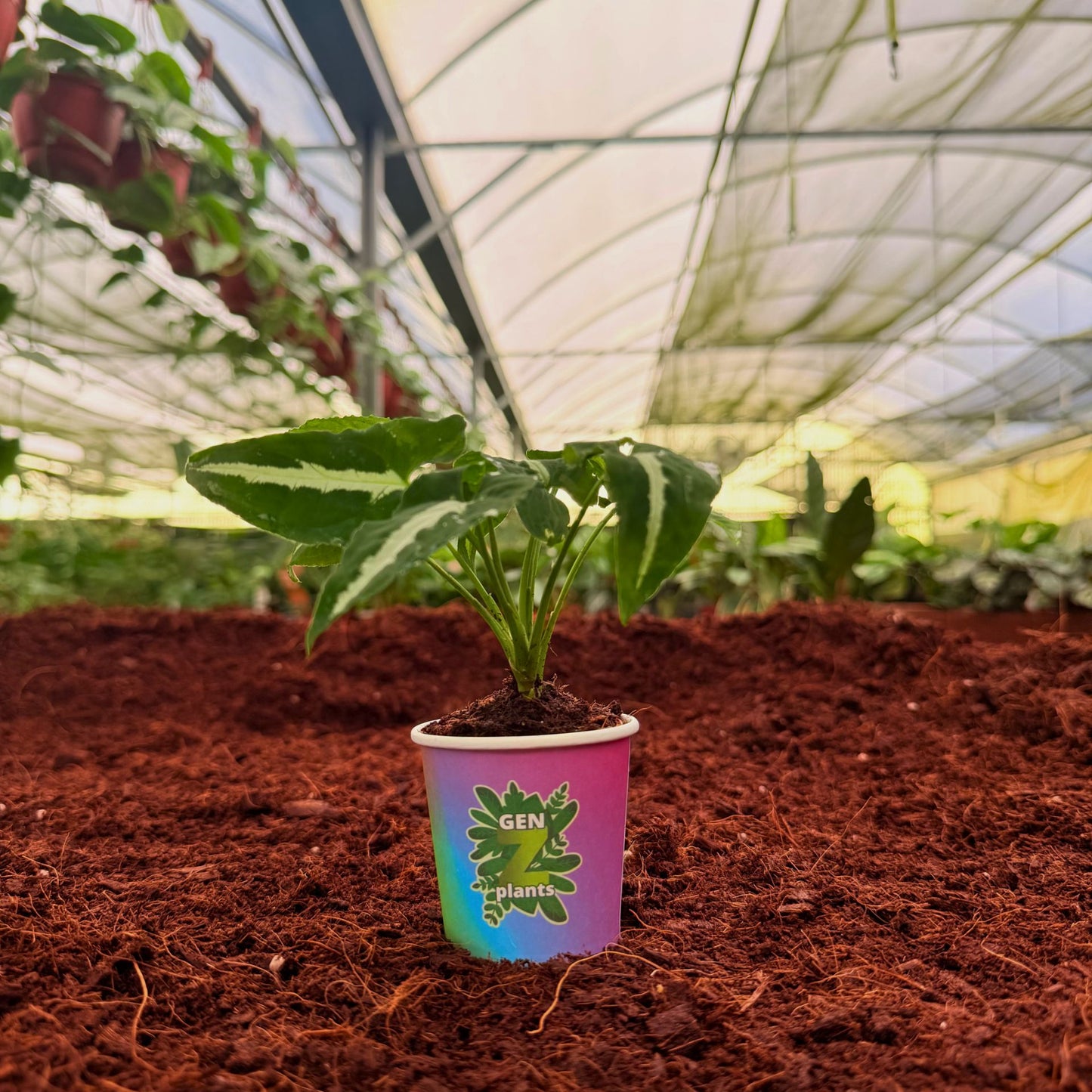 BECOOL Package 2" Plants