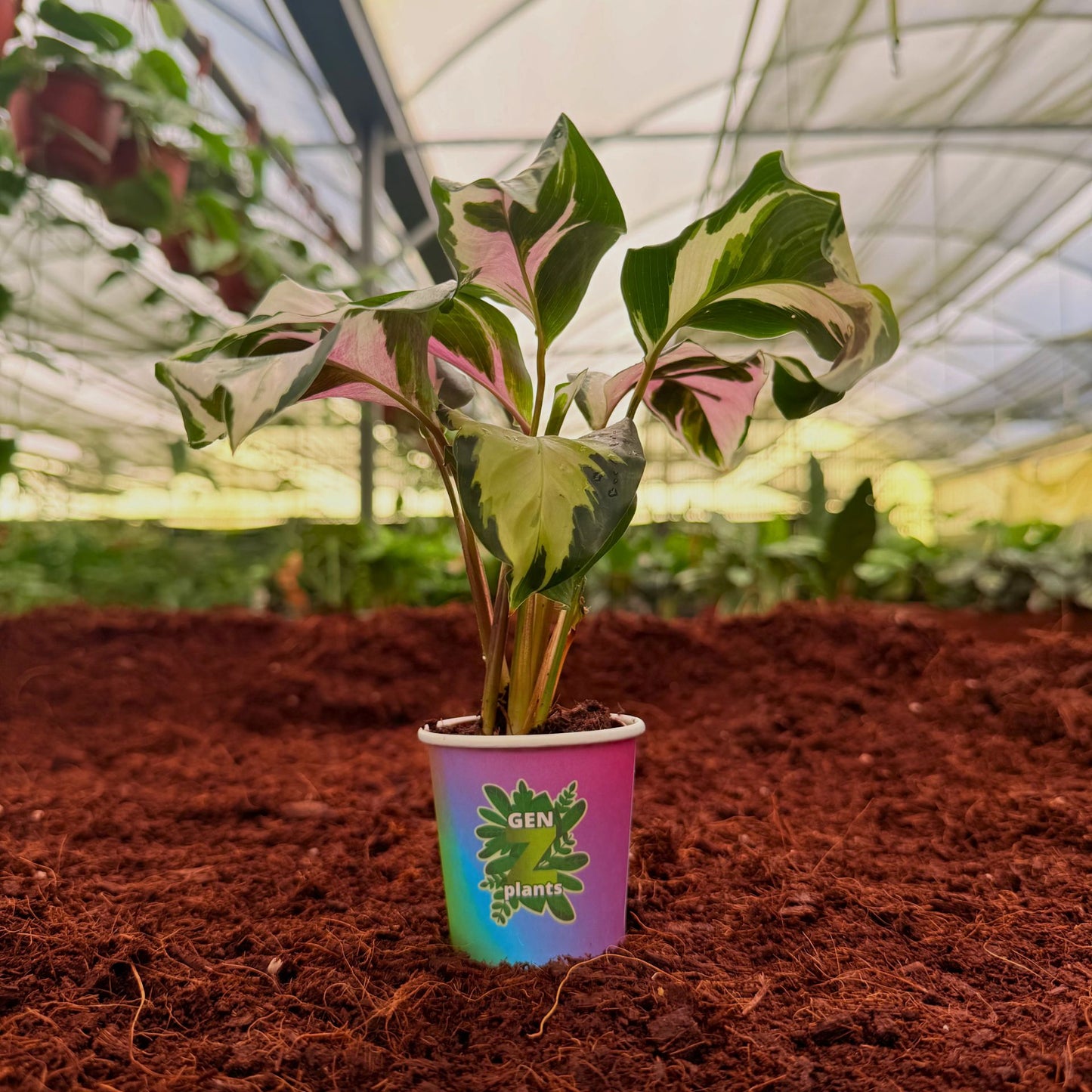 BECOOL Package 2" Plants