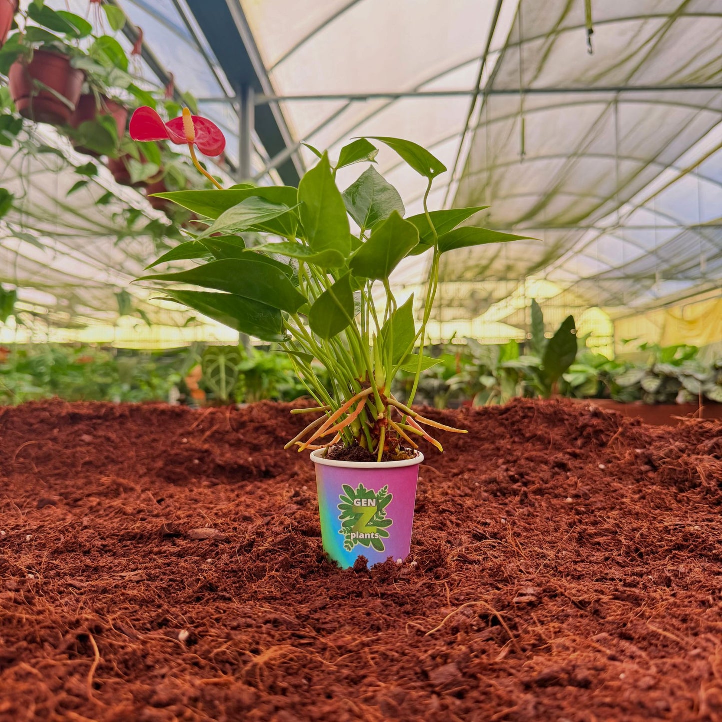 BECOOL Package 2" Plants