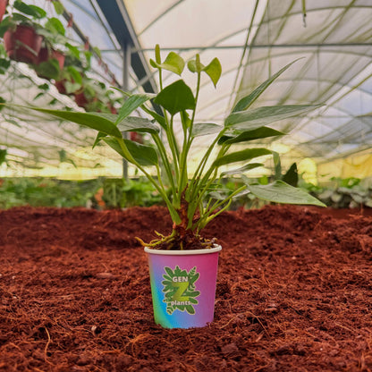 BECOOL Package 2" Plants