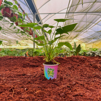 BECOOL Package 2" Plants