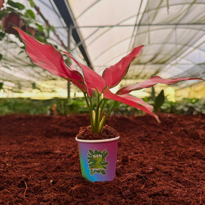 BECOOL Package 2" Plants